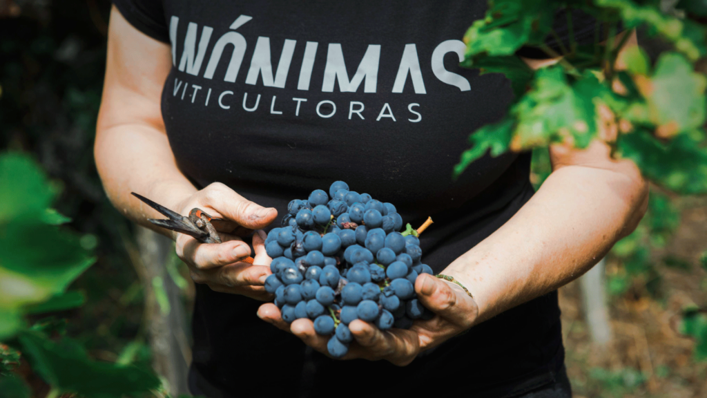 Encabezado-Anonimas_Wines-v1